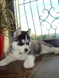 Sch�ne  Siberian  Husky - Welpen