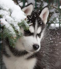 Sch�ne  Siberian  Husky - Welpen