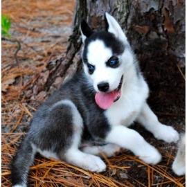 Reinrassige Blue Eye Siberian Husky Welp