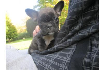 Franz�sische Bulldoggen Welpen - gestr