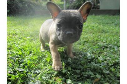 Franz�sische Bulldoggen Welpen - gestr