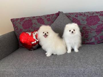 Reinrassige Zwergspitz / Pomeranian welp