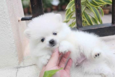 Liebevolle Teetasse Pomeranian erh?ltlic