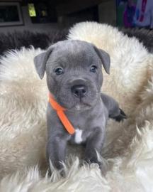 Amstaff Welpen suchen ein liebevolles ,,
