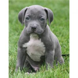 Pitbull blueline welpen zu verkaufen