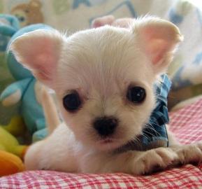 Toy Chihuahua welpen
