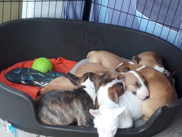 Miniatur Bullterrier Welpen