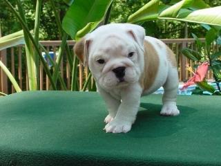 Englisch Bulldogge - Englisch Bulldogge