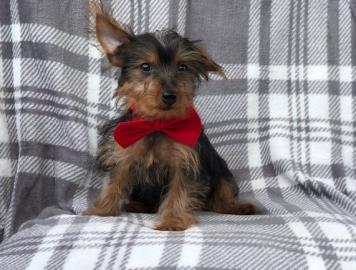 Liebevolle Erh?ltlich Yorshire Terrier