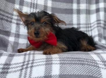 Liebevolle Erh?ltlich Yorshire Terrier