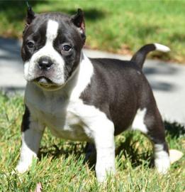 Pit-Bull-Terrier-Welpen m�nnlich und wei