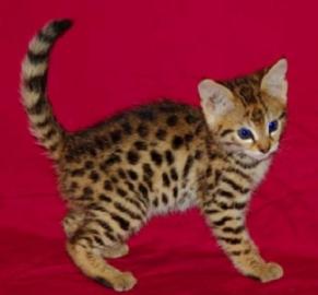 Savannah K�tzchen Super s��e