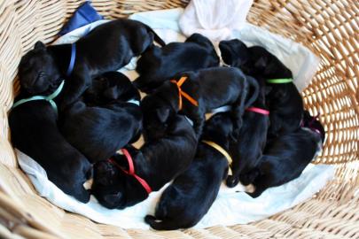 Flatcoated retriever