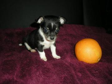 mini Chihuahua Welpe- 10 Wochen alt. 
