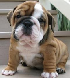 Englische Bulldogge - English Bulldog