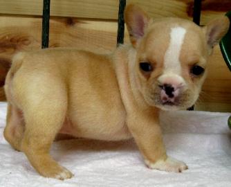 Franz�sische Bulldogge Welpen