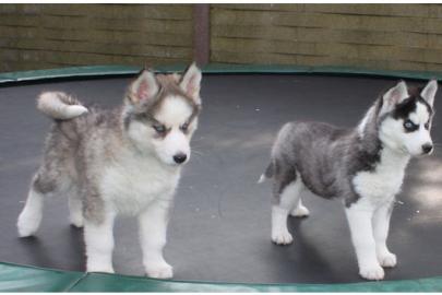 Extrem s��e Siberian Husky Welpen