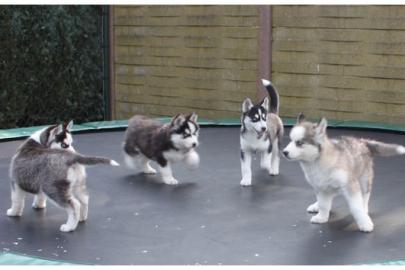 Extrem s��e Siberian Husky Welpen