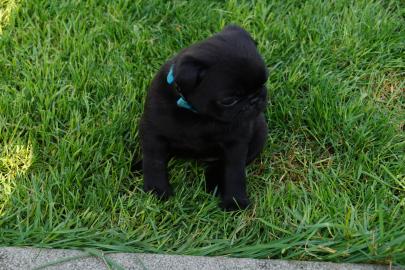 Mops Welpen f�r Ihre Weihnachts