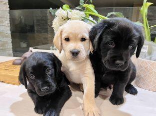 Wundersch?ne Labrador Welpen
