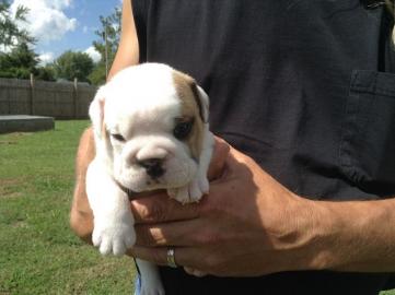 Englischer Bulldoggenwelpe