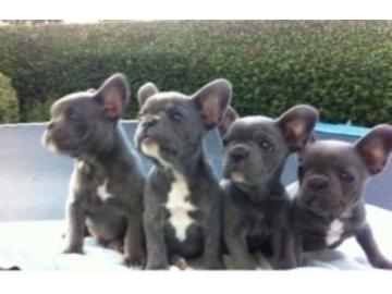 Franz?sische Bulldogge Welpen f?r Weihna