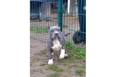 XXL Pitbull Welpen Staff und Bully Style