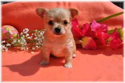 Wundersch�ne, Typ volle Chihuahua-Welpen