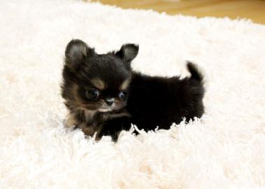 Chihuahua Welpen f�r eine jetzt nach Hau