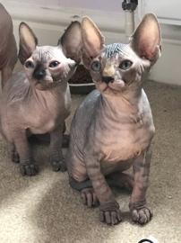 Erstaunlicher Sphynx K?tzchen s??e Super