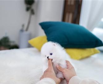 Mini-Pomeranian-Welpe