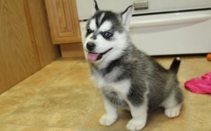 Reinrassige Siberian Husky Welpen