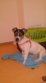 reinrassige Jack Russel