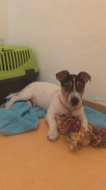 reinrassige Jack Russel