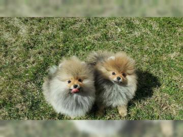 Pomeranian Zwergspitz Babys