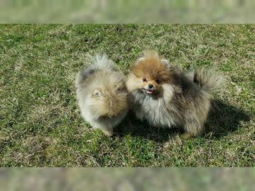 Pomeranian Zwergspitz Babys