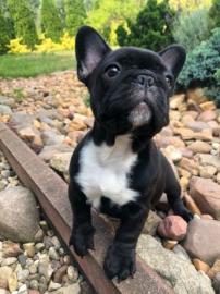 Reine Franz?sische Bulldoggen-Welpen ber
