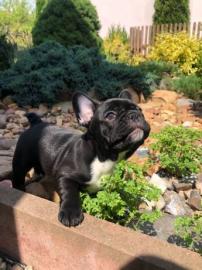 Reine Franz?sische Bulldoggen-Welpen ber