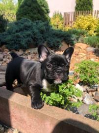 Reine Franz?sische Bulldoggen-Welpen ber