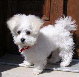 Mini Maltese welpentyu
