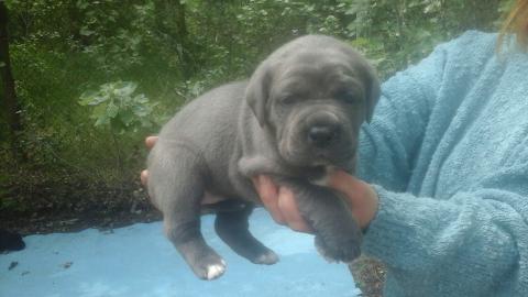 Cane Corso Welpen