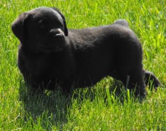 Gesunde Golden Retriever- und Labrador-W