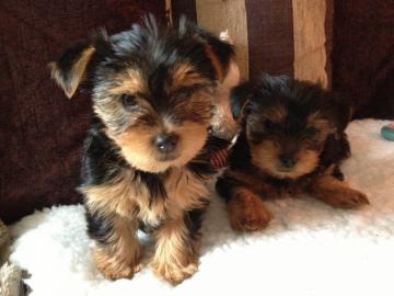 Sch�ne Biewer Yorkshire Terrier Welpen. f