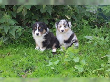 Aussie/Australian Shepherd Welpen MIT PA