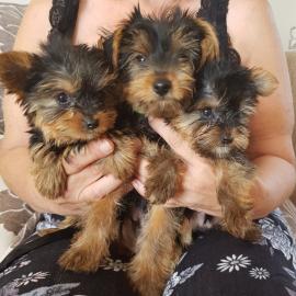 Yorkshire Terrier Welpen