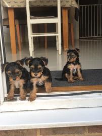 Yorkshire Terrier Welpen