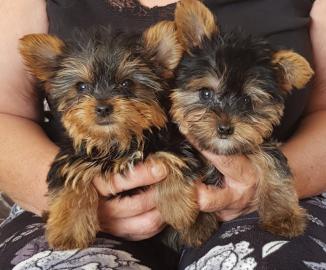Yorkshire Terrier Welpen