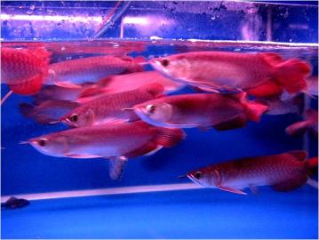 Super rot, Chili rot und golden arowana