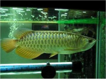 Super rot, Chili rot und golden arowana