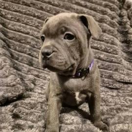 American Staffordshire Terrier Welpen Wh